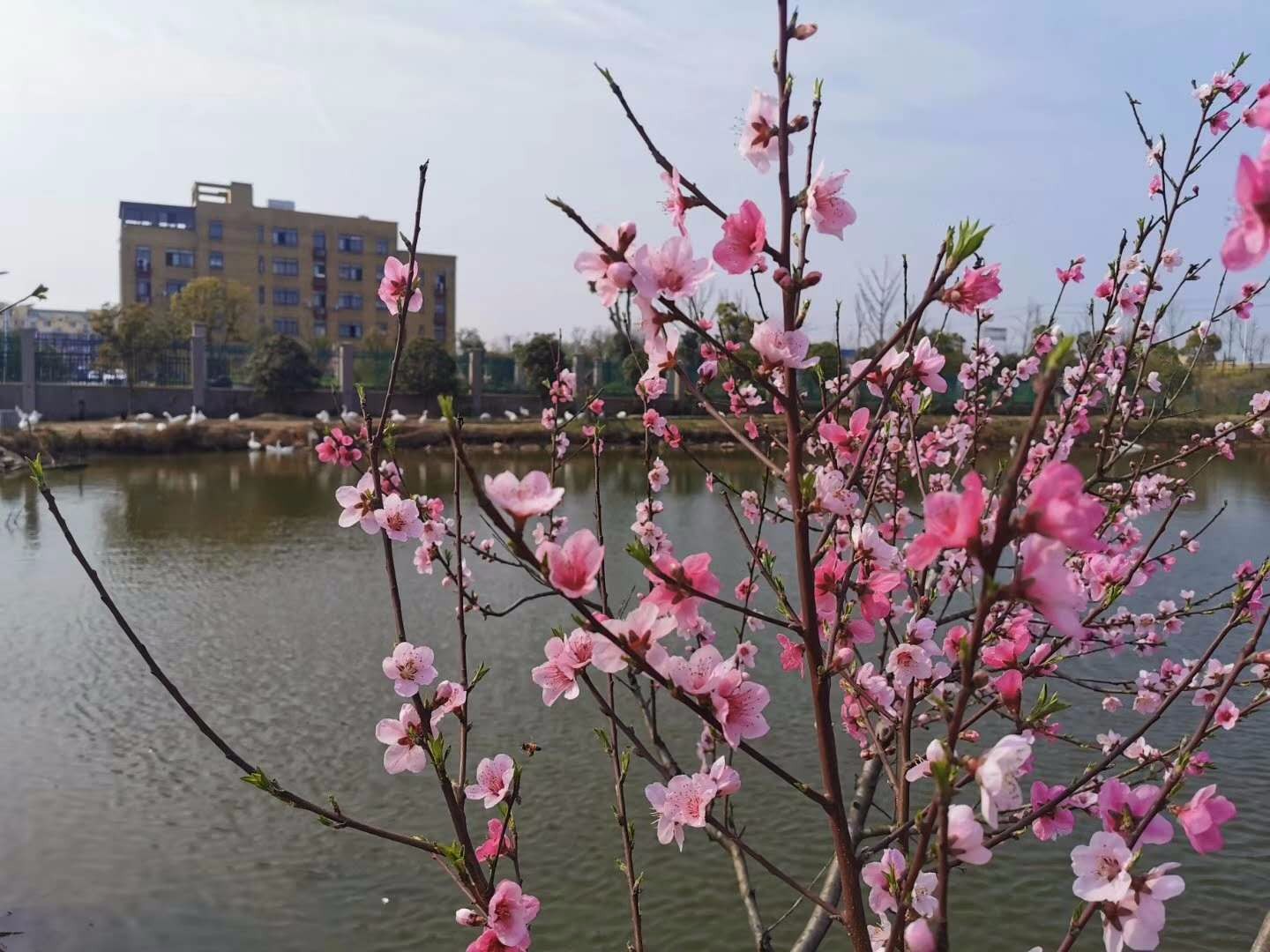 昊東食品向著“花園式廠房”前進